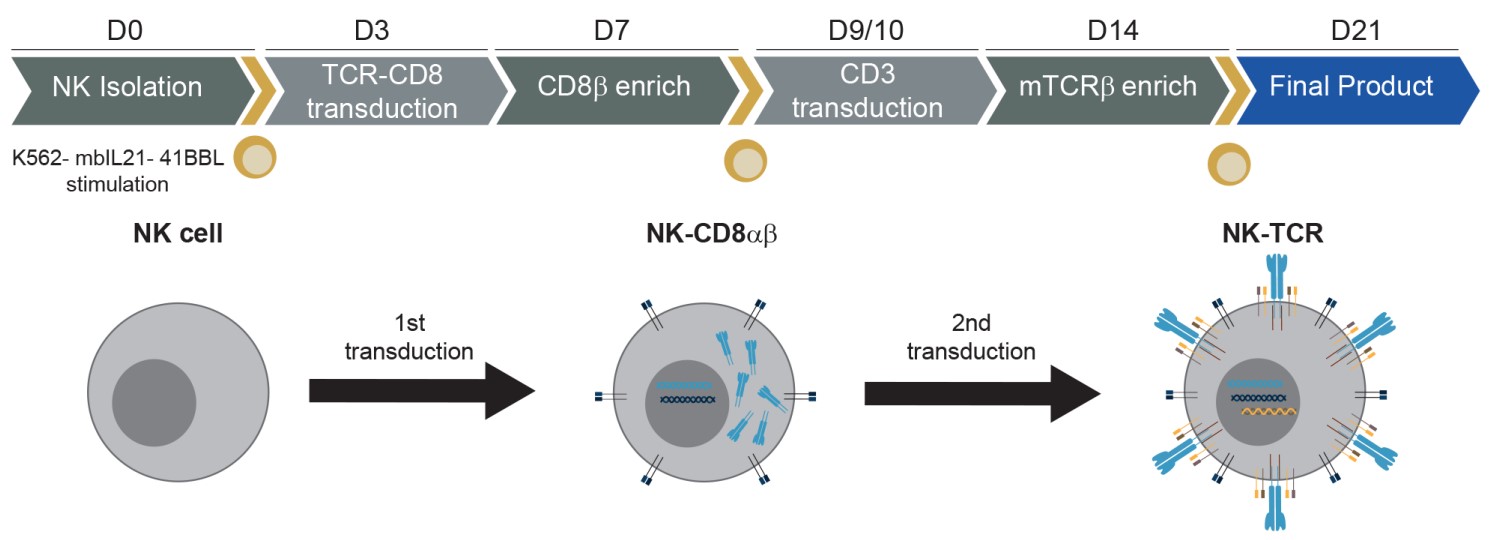 The process of TCR-NK cell generation.