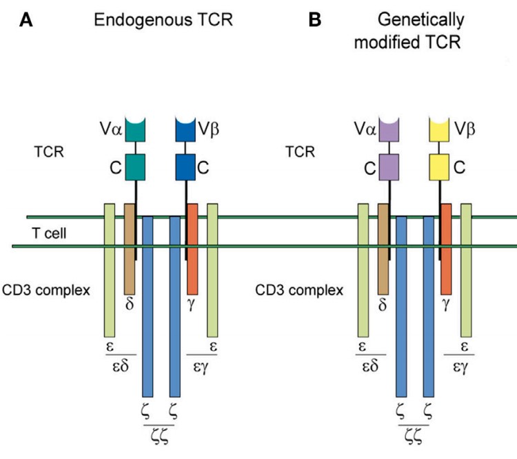 Schematic overview of endogenous and genetically modified TCR complex