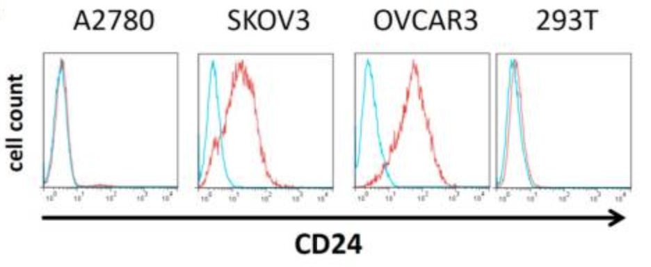 Fig.1 Analysis of CD24 antigen expression in different ovarian cancer cell lines using flow cytometric. (Klapdor, et al., 2019)