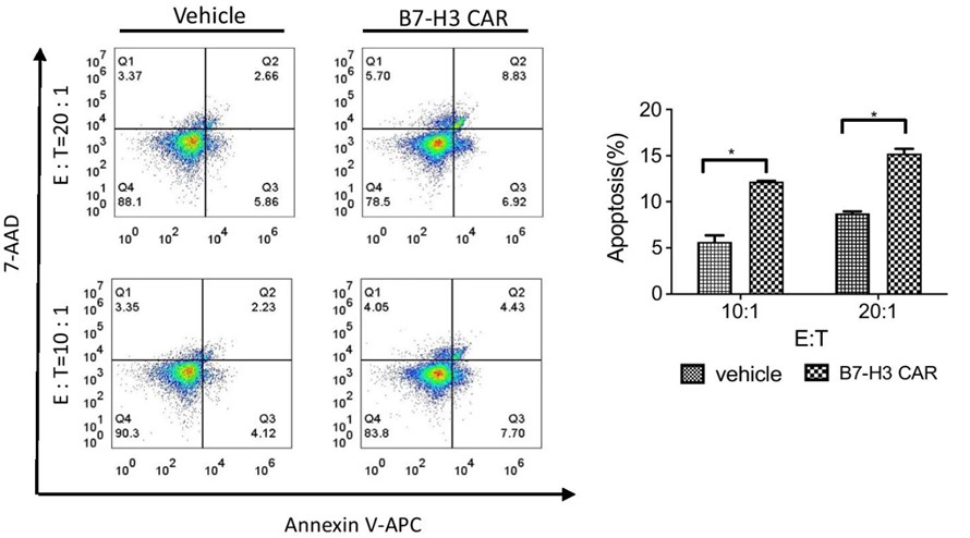 Fig.6 Apoptosis analysis in A549 target cells induced by anti-B7H3 CAR-T cells at indicated E:T ratios by flow cytometry. (Liu, et al., 2021)