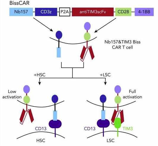 Fig.2 Design and construction of bispecific and split CD13 and HAVCR2. (He, et al., 2020)
