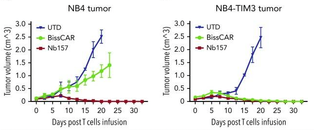 Fig.4 Effect of CD13/HAVCR2 CAR T cells on NSG tumor mice. (He, et al., 2020)