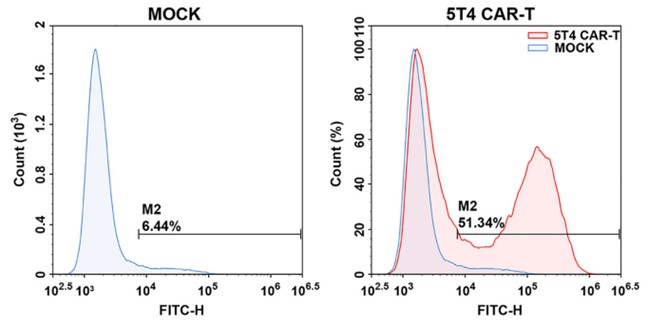 Fig.1 Flow cytometry analysis of anti-5T4-CAR on transduced T cells. (Guo, et al., 2020)