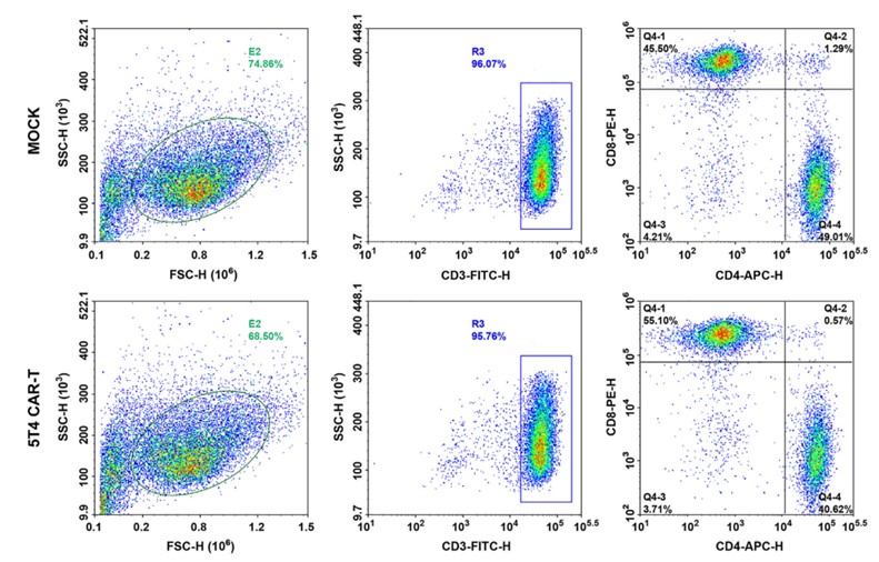Fig.2 Phenotypic evaluation of anti-5T4 CAR T cells by FCM analysis. (Guo, et al., 2020)