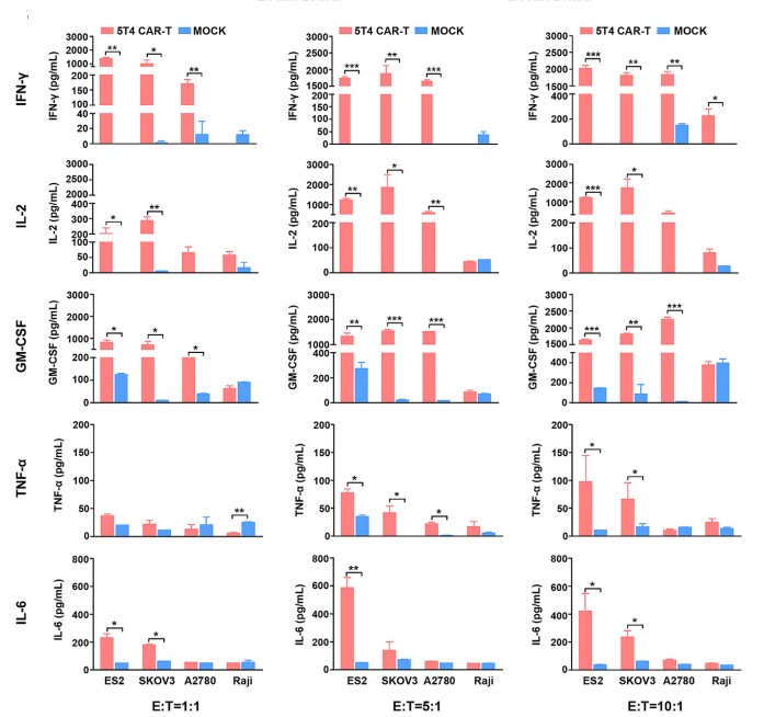 Fig.3 ELISA analysis of cytokine release (IFN-γ, TNF-α, IL-2, IL-6, and GM-CSF) in 5T4 CAR-T cells co-cultured with 5T4+ tumor cells at indicated E:T ratios. (Guo, et al., 2020)