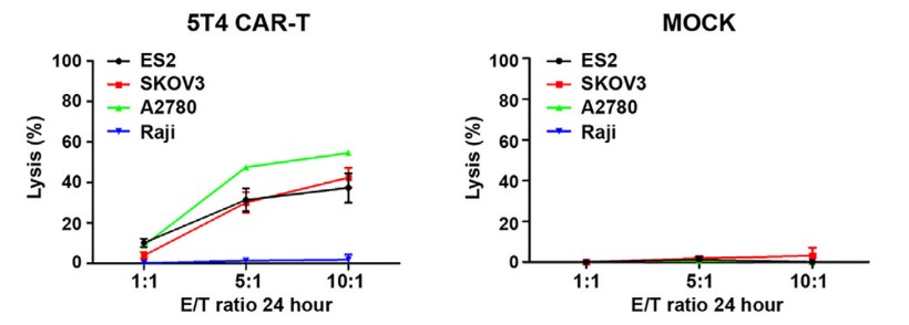 Fig.4 In vitro cytotoxicity activities test of anti-5T4 CAR-T cells against different 5T4+ ovarian cancer cell lines at varying E/T ratios. (Guo, et al., 2020)