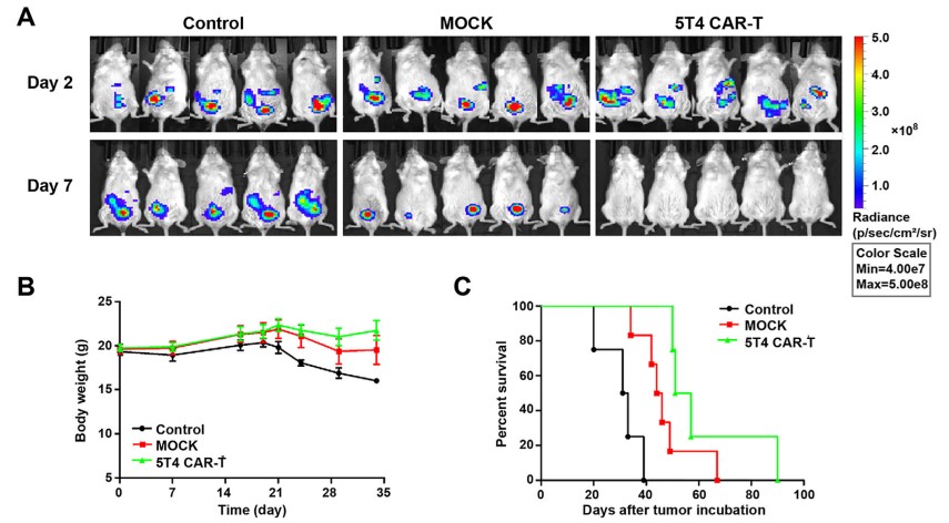 Fig.5 In vivo efficacy test of anti-5T4 CAR-T in peritoneal SKOV3 CDX model. (Guo, et al., 2020)