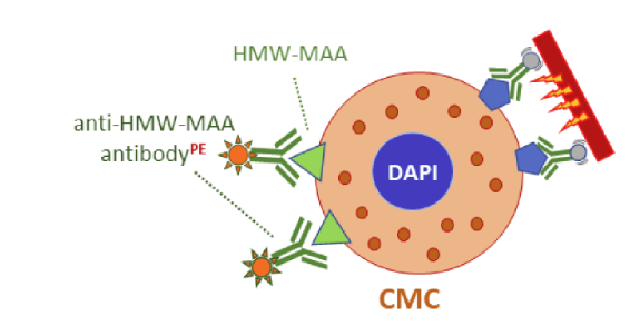 Fig.1 HMW-MAA is expressed on circulating melanoma cells. (Kamińska, et al., 2021)
