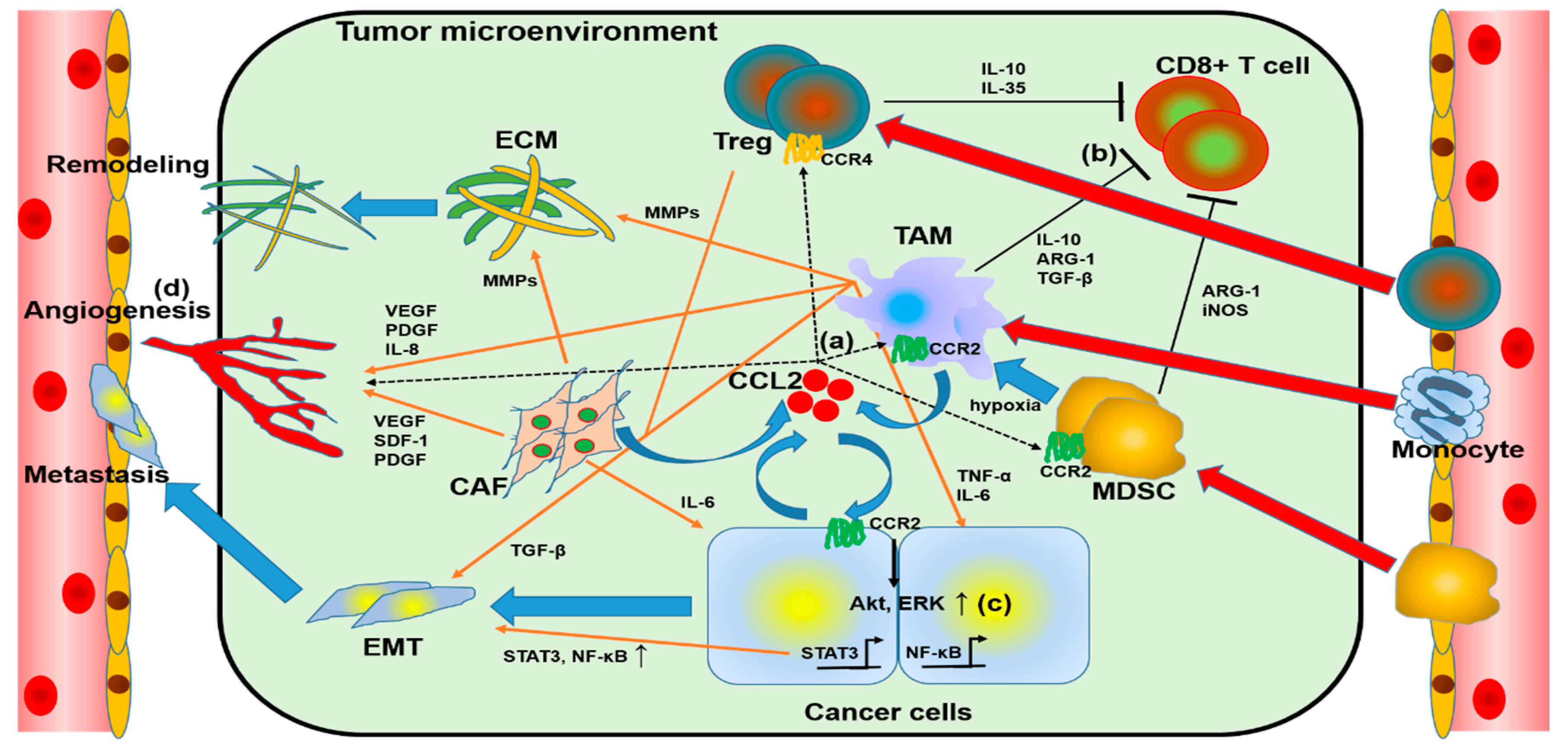 Fig.1 Correlations between CCL2 and the tumor microenvironment (TME). (Kadomoto, et al., 2021)