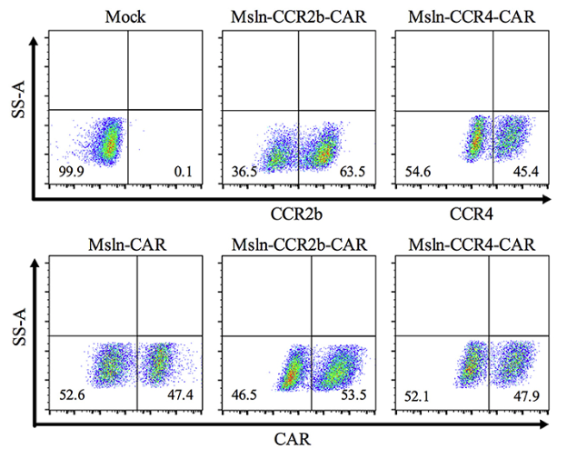 Fig.3 Flow cytometry analysis to evaluate CCR2b CAR expression. (Wang, et al., 2021)