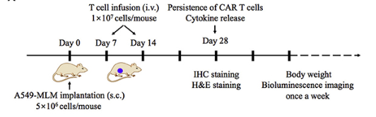 Fig.6 Anti-CCR2 CAR-T in vivo protocol. (Wang, et al., 2021)