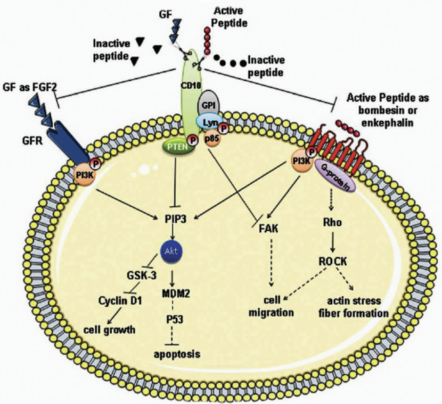 Fig.1 CD10 signaling pathways in breast carcinoma. (Jana, et al., 2014)