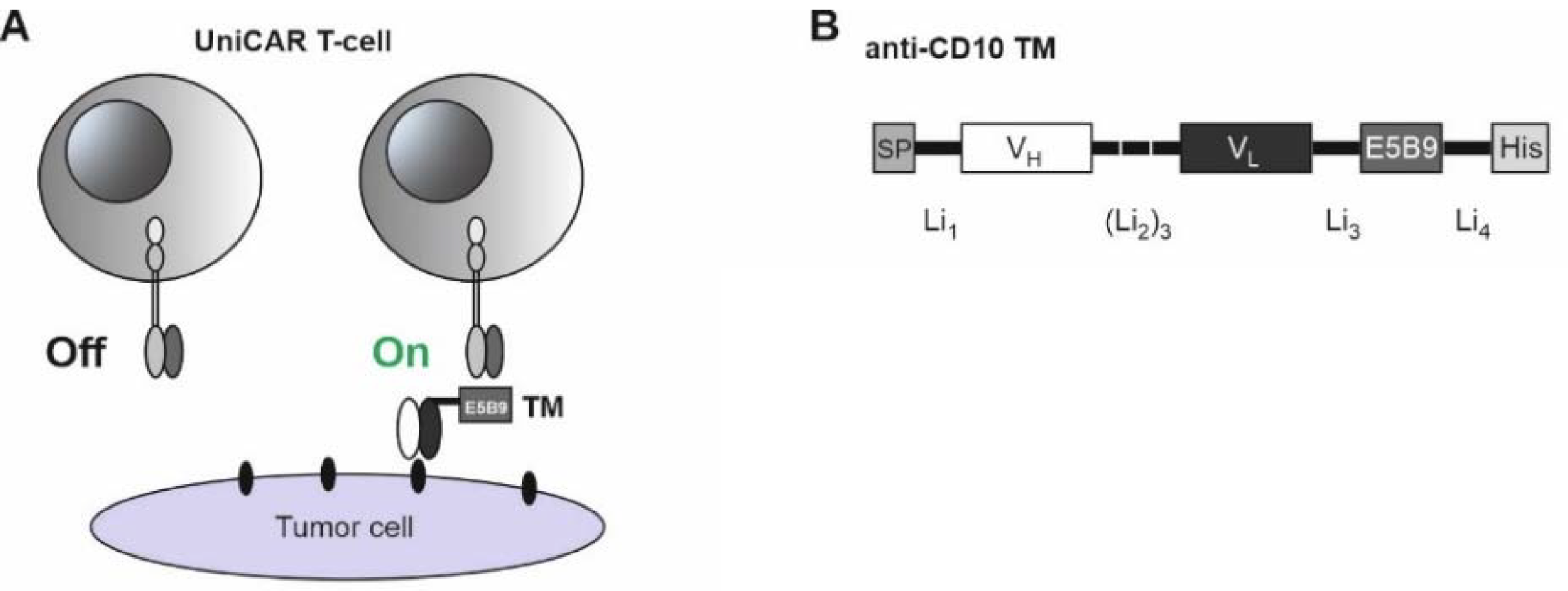 Fig.2 Schematic diagram of the targeting CD10 CAR T construction. (Mitwasi, et al., 2022)