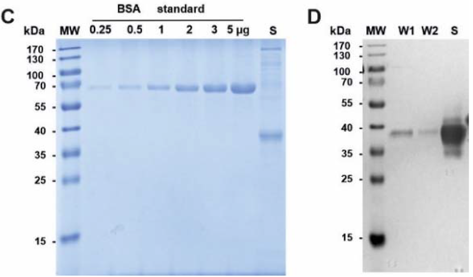Fig.3 Analysis of CD10 target molecule by SDS-PAGE and western blotting. (Mitwasi, et al., 2022)