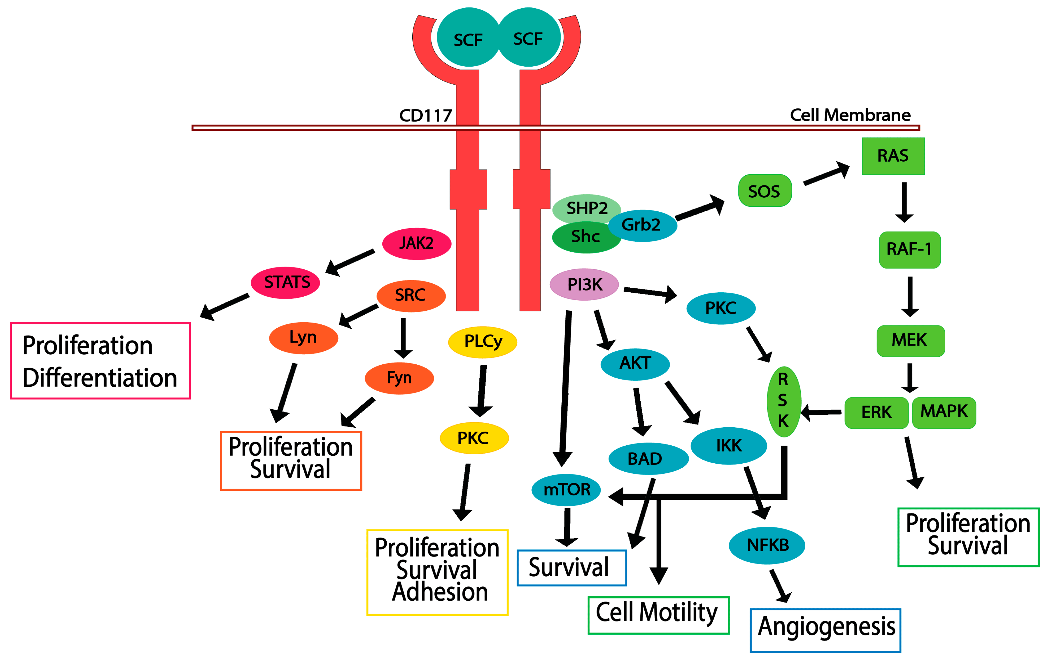 Fig.1 Signaling pathways involved in CD117. (Foster, et al., 2018)