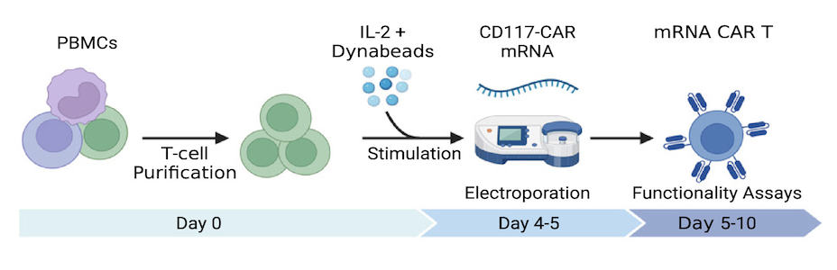 Fig.2 Flow diagram for generating CD117 CAR-T cells. (Magnani, et al, 2023)