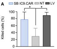 Fig.5 Killing activity of CD117 CAR T cells. (Magnani, et al, 2023)