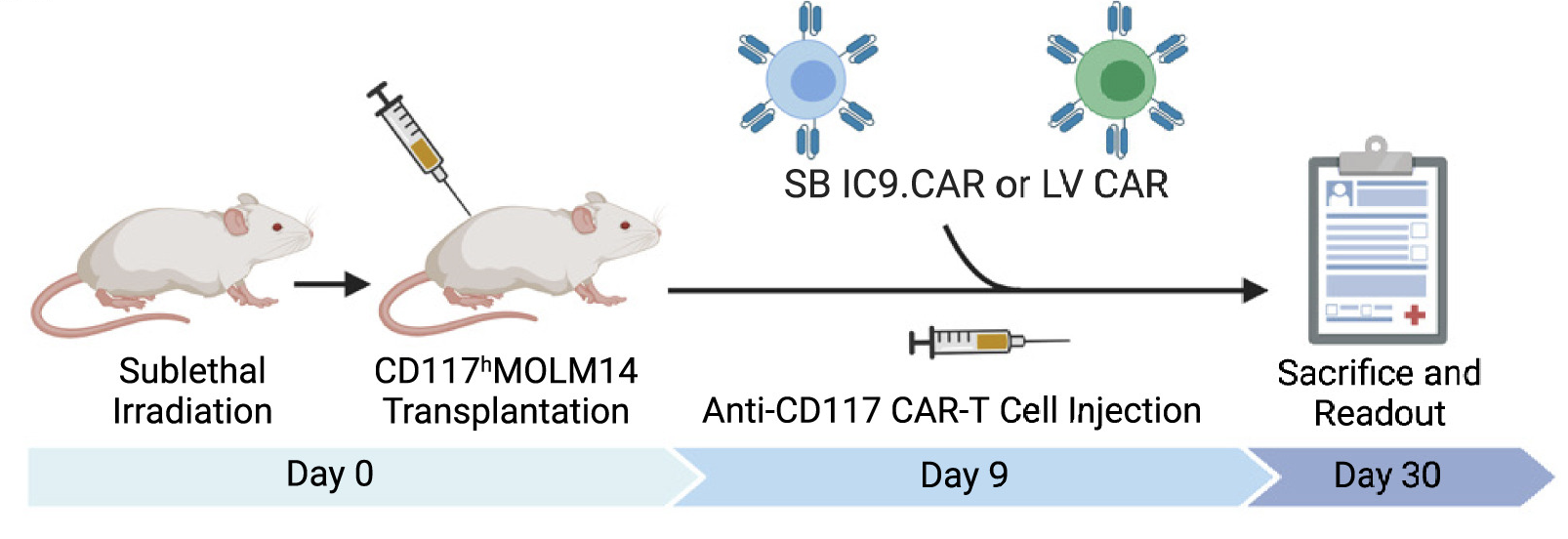 Fig.6 Schematic of the anti-CD117 CAR-T cell therapy mouse model. (Magnani, et al, 2023)