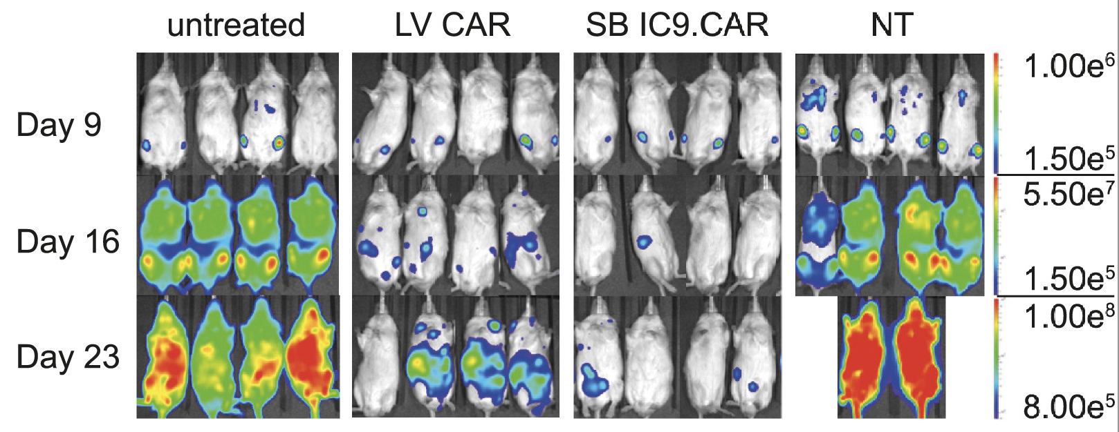 Fig.7 In vivo potency of CD117 CAR-T cells. (Magnani, et al, 2023)