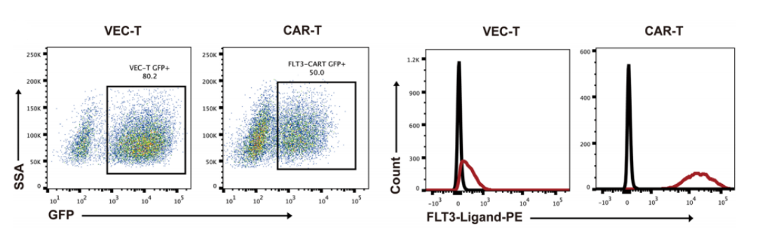 Fig.1 Flow cytometry analysis of GFP and FLT3L expression on FLT3L CAR-T cells. (Wang, et al., 2018)