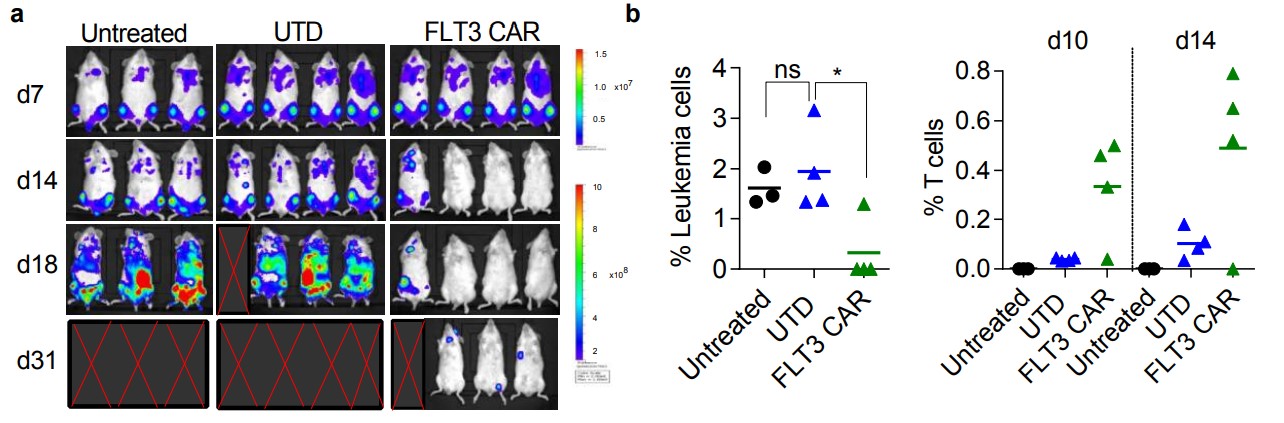Fig.4 In vivo evaluation of FLT3 CAR-T efficacy in a xenograft model of AML in immunodeficient mice. (Jetani, et al., 2018)