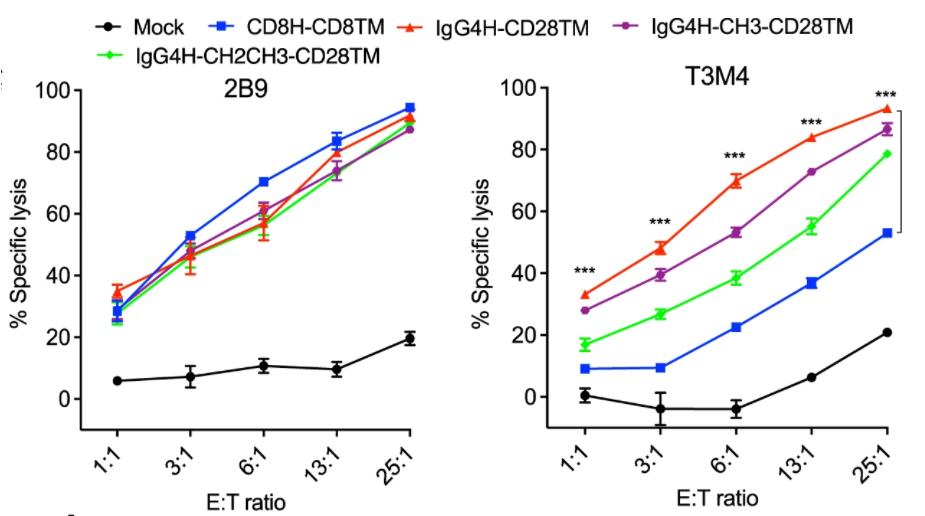 Fig.3 The cytotoxic potential of anti-GYC1L CAR-T against GYC1+cell lines (high GPC1-expressing 2B9 cells and low GPC1-expressing T3M4 cells). (Li, et al., 2023)