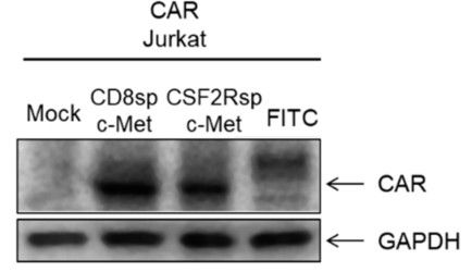 Fig.1 The evaluation of anti-c-Met CAR expression. (Kang, et al., 2021)