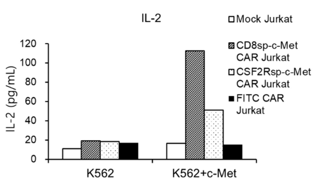 Fig.3 IL-2 release by anti-c-Met CAR-T cells with K562 or c-Met-K562 stimulation. (Kang, et al., 2021)