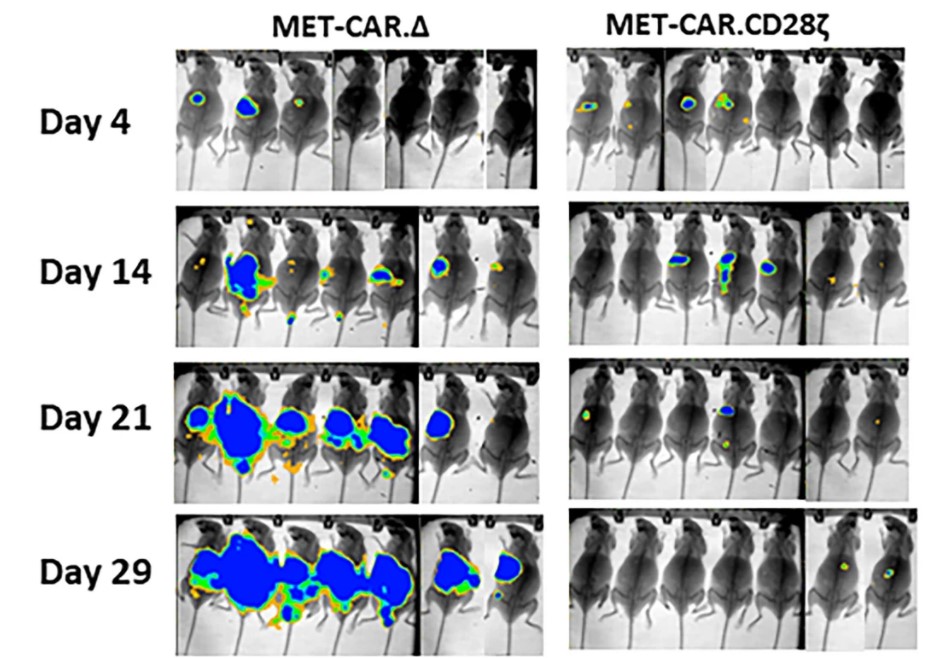 Fig.5 The antitumor activities of the anti-c-Met CAR-T cells. (Qin, et al., 2023)