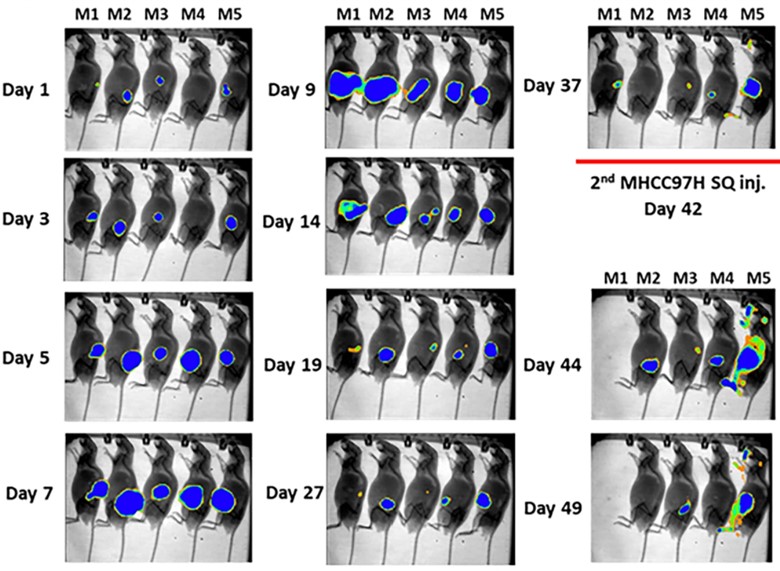 Fig.6 BLI imaging of anti-c-Met CAR-T cell expansion and persistence in vivo over time. (Qin, et al., 2023)