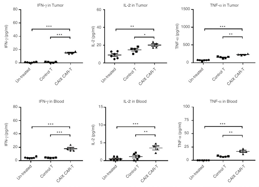 Fig.6 Cytokine secretion in the supernatant of tumor and blood. The cytokines (IFN-γ, TNF-α, and IL-2) were analyzed by ELISA. (Gui, et al., 2019)
