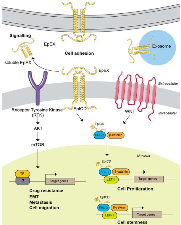 Schematic diagram of EpCAM localization and regulation in the cancer pathway.