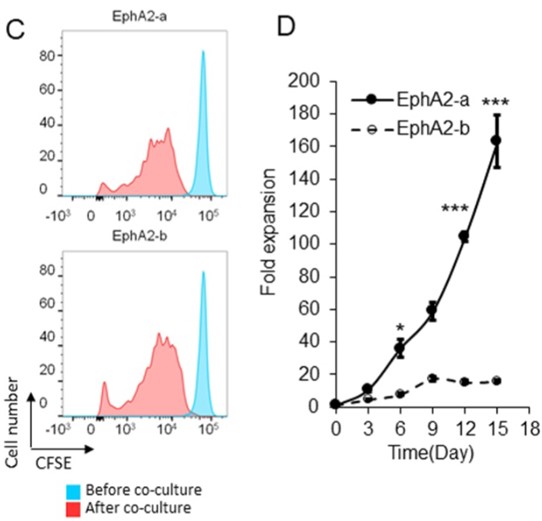 Proliferation Testing of different EphA2-CAR-T cells when co-cultured with U251 target cells at 2:1 E:T ratio by flow cytometry using CSFE staining. (An, et al., 2021)