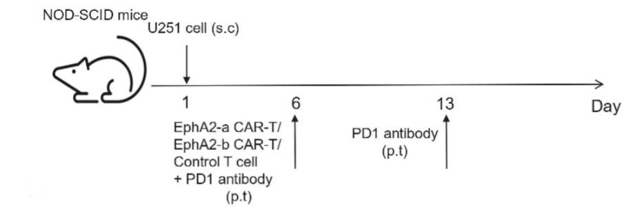 Schematic diagram of an animal model for anti-EPHA2 CART combined with PD1 blocking therapy. (An, et al., 2021)