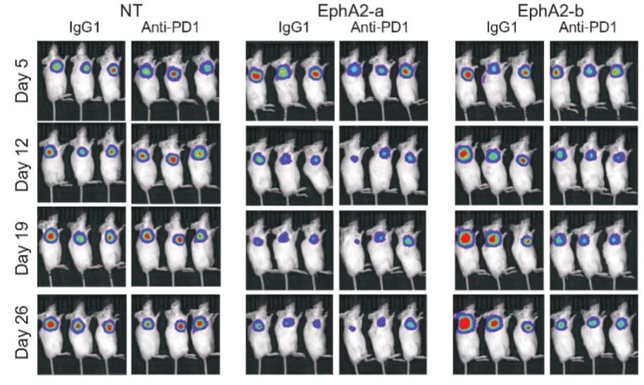In vivo anti-tumor activity assessment of anti-EphA2 CAR-T cells combined with PD1 blockade in the U251-eGFP-Luc xenograft mouse model. (An, et al., 2021)