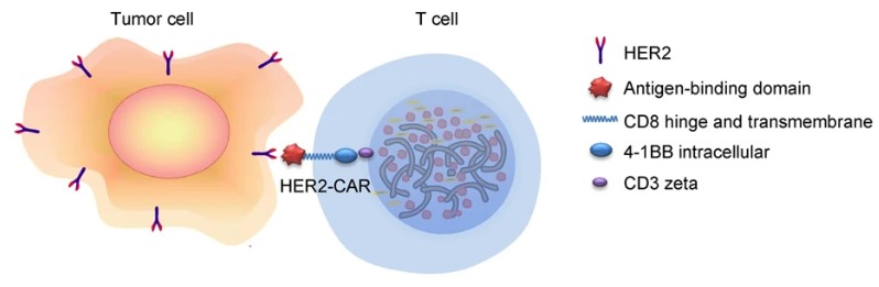 Schematic Diagram of HER2 CAR-T structure and action in cancer.
