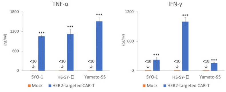 Cytokine secretion detection of anti-HER2 CART cells co-cultured with synovial sarcoma target cells assessed by CBA. (Murayama, et al., 2021)