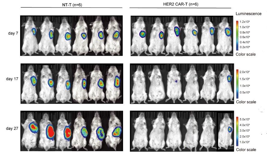 In vivo efficacy test of anti-ErbB2 CART in DLD-1-ffLuc xenograft models by IVIS detection. (Xu, et al., 2021)