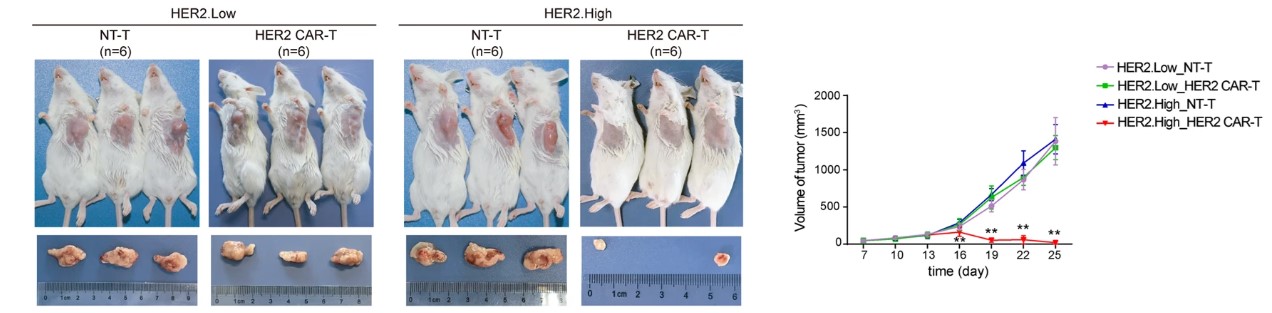 In vivo efficacy test of anti-ErbB2 CART in CRC PDX models. (Xu, et al., 2021).