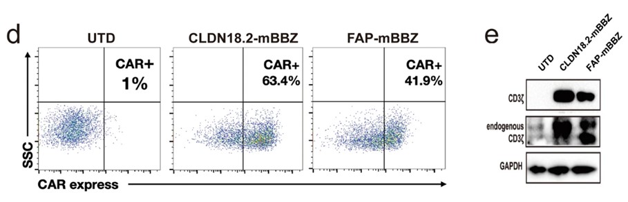 CAR expression analysis of anti-FAP CART cells by flow cytometry (d) and WB (e).
