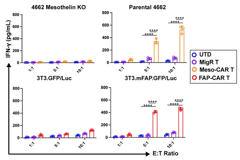 Cytokine secretion analysis (IFN-γ) in FAP-CART cells co-cultured with different target cells at indicated E:T ratio. (Xiao, et al., 2023).
