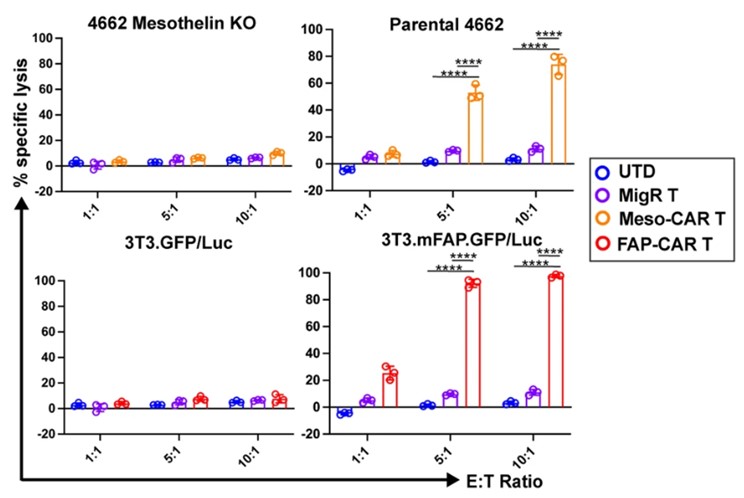 In vitro cytotoxicity activity analysis of FAP CAR T-cells against different tumor target cells at indicated E:T ratio. (Xiao, et al., 2023).