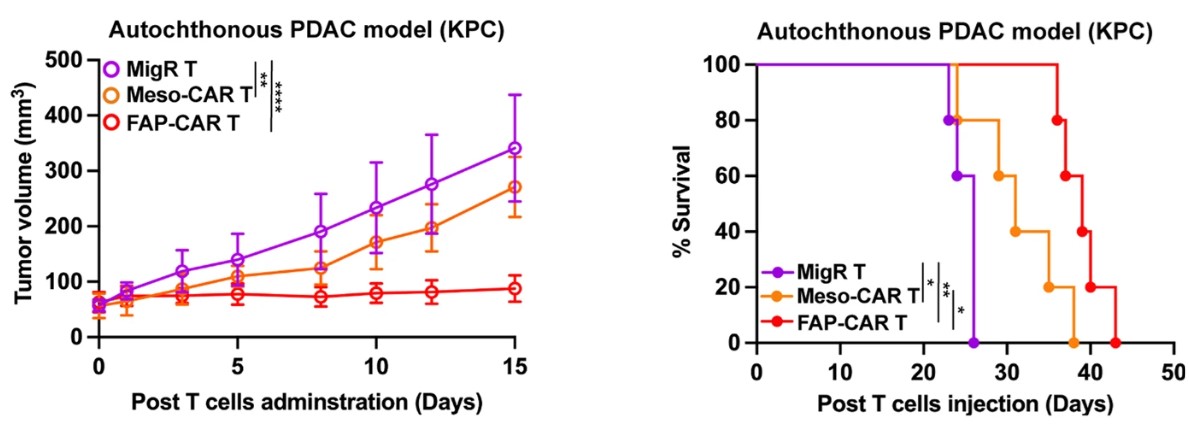 In vivo anti-tumor evaluation of FAP CAR-T in the KPC mice model. (Xiao, et al., 2023).