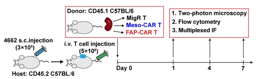 Experimental Scheme of relevant detection in mouse model treated with Anti-FAP CAR-T cells. (Xiao, et al., 2023)