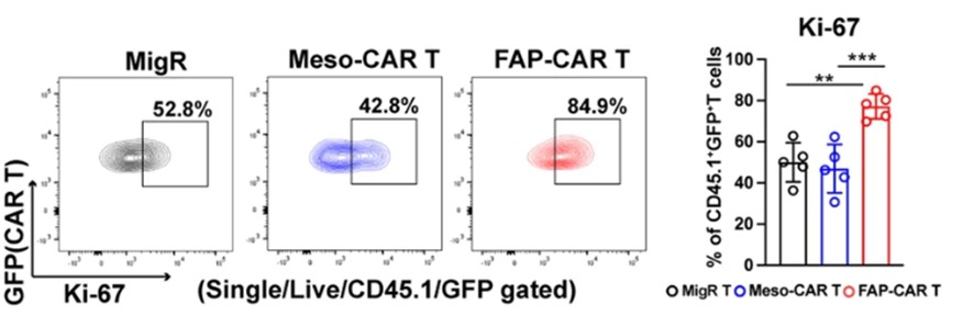 Flow cytometry analysis of Ki67 expression in the model samples after FAP-CAR T cells administration. (Xiao, et al., 2023).