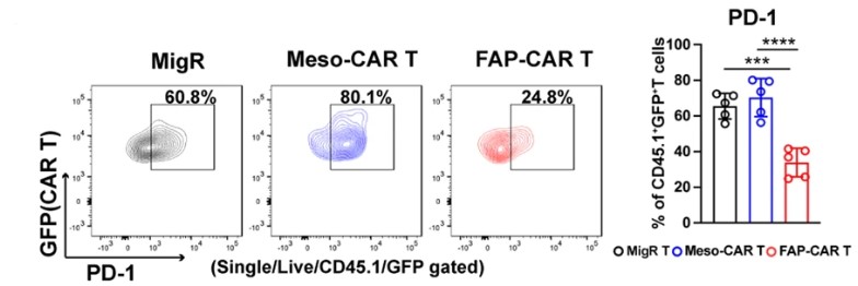 Flow cytometry analysis of PD-1 expression in the model samples after FAP-CAR T cells administration. (Xiao, et al., 2023).