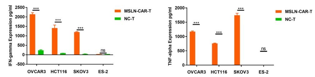 Cytokine releasing analysis of IFN-g and TNF-a in anti-MSLN CART cells co-cultured with different target cells 24 hrs.