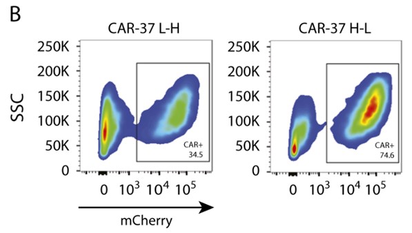 Flow cytometry analysis of CD37 CAR expression on activated CD37 CAR-T cells after lentivirus transduction. The figure shows that CD37 CAR scFv VH-to-VL orientation construct with a higher CD37 CAR expression (see CAR-37 H-L).