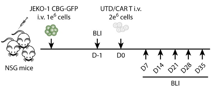 Experiment design of in vivo efficacy evaluation for CD37 CART. (Scarfò, et al., 2018)