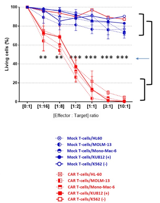 Fig.5 In vitro cytotoxicity test of anti-IL1RAP CAR-T cells against different AML cell lines at indicated E:T ratios detected by flow cytometry. (Trad, et al., 2022)
